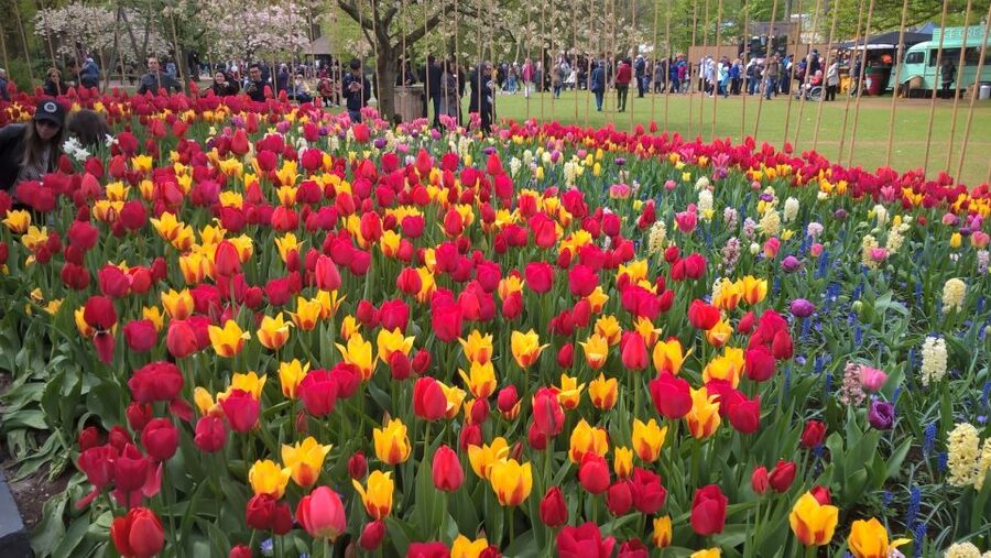 From Amsterdam: Keukenhof and Zaanse Schans Small Group Tour - How the $130 price measures up