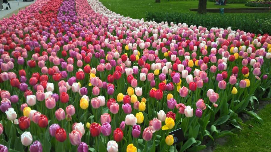 From Amsterdam: Keukenhof and Zaanse Schans Small Group Tour - Meeting near Amsterdam Centraal Station