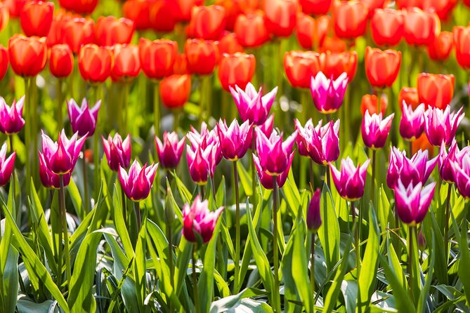 From Amsterdam: Keukenhof Gardens Ticket and Transfer - The ride from Amsterdam to Lisse