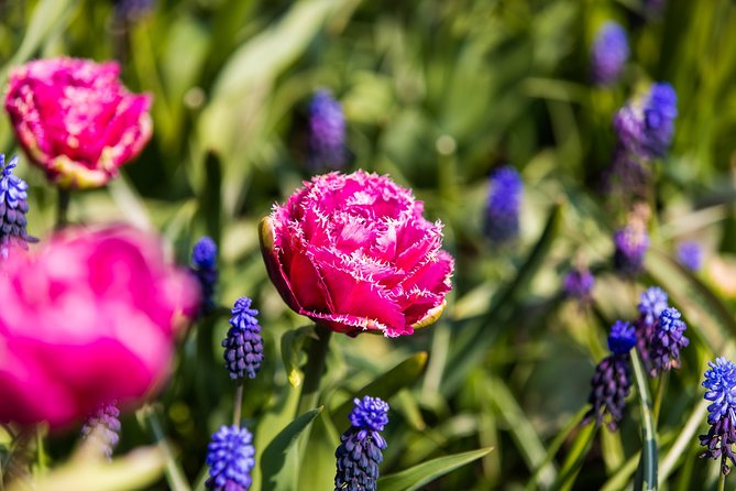 From Amsterdam: Keukenhof Gardens Ticket and Transfer - What the season changes