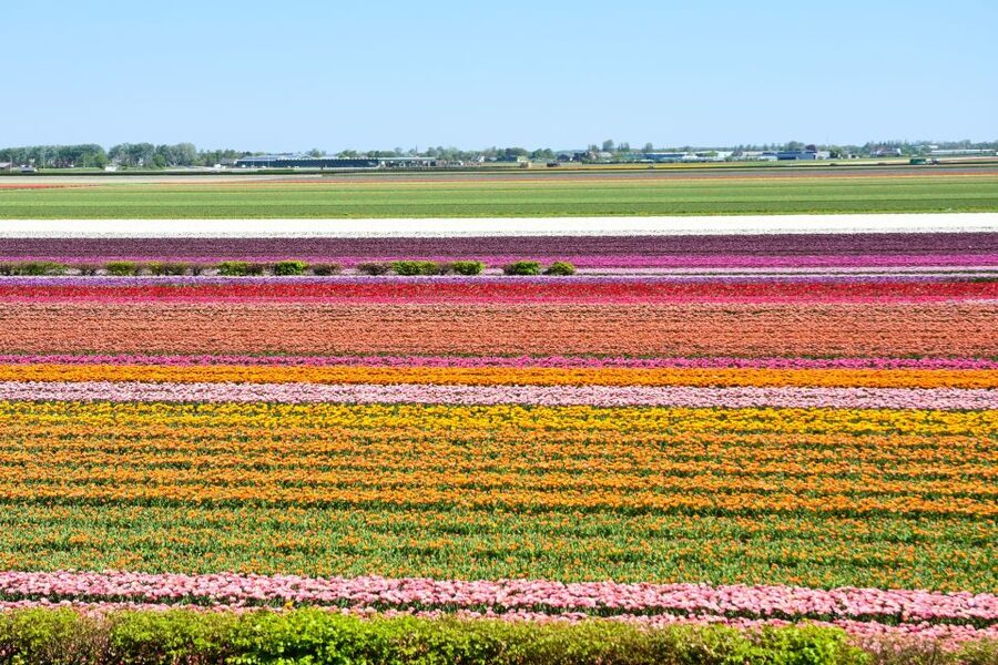 From Amsterdam: Keukenhof Gardens & Tulip Experience Tour - Key points to know before booking