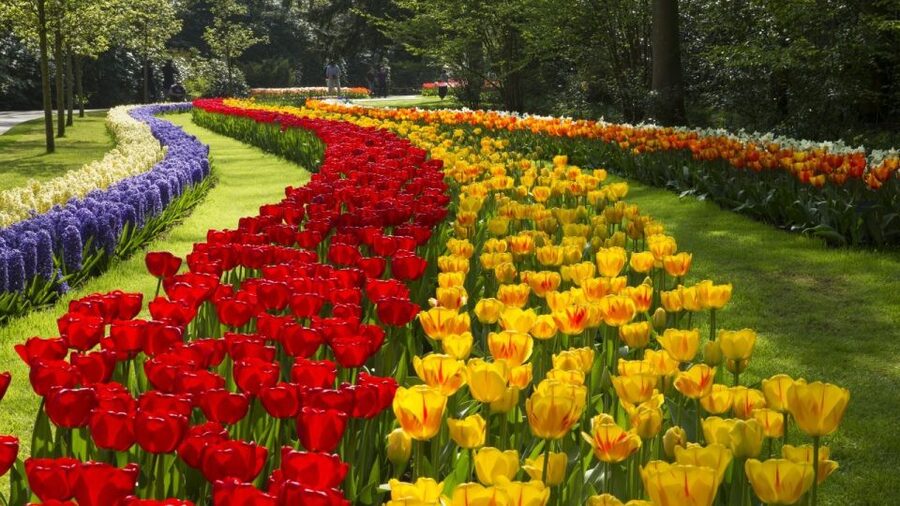 From Amsterdam: Keukenhof Gardens & Tulip Experience Tour - Is the $94 price good value?