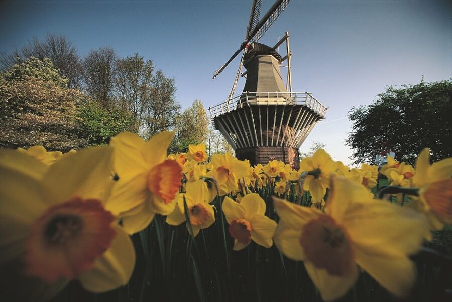 From Amsterdam: Keukenhof Gardens & Tulip Experience Tour - Who should book this experience?