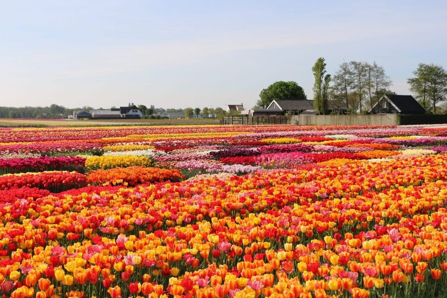From Amsterdam: Keukenhof Gardens & Tulip Experience Tour - The ride from Amsterdam to the Lisse bulb fields