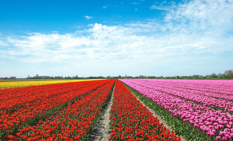 From Amsterdam: Tulip Fields of Holland Tour - The one-hour ride from Amsterdam to Lisse