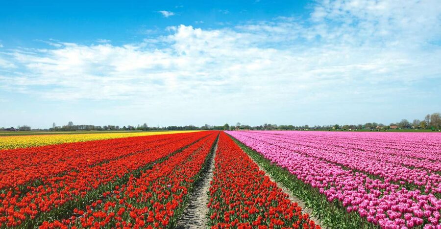 From Amsterdam: Tulip Fields of Holland Tour - De Tulperij and the farmer’s side of the flowers