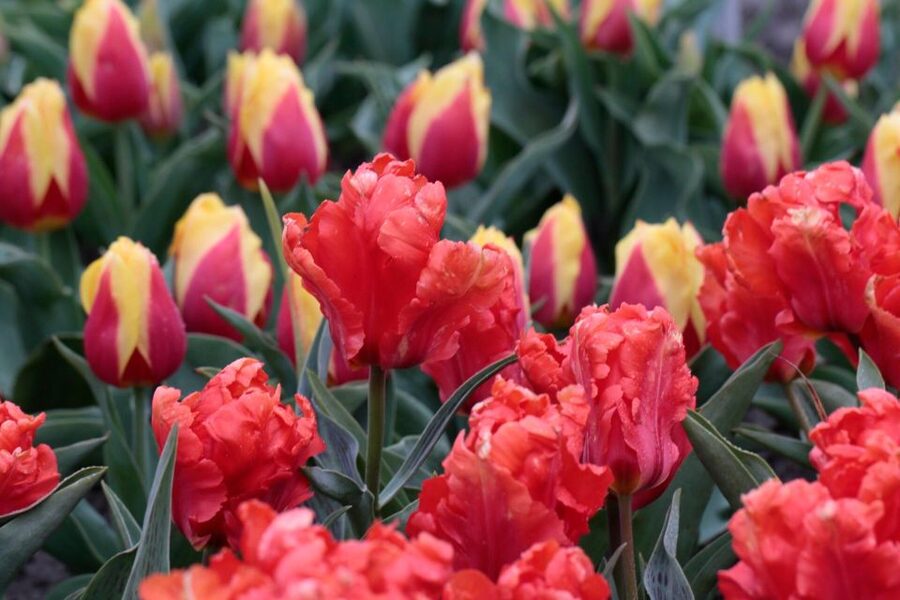 From Amsterdam: Tulip Fields of Holland Tour - Returning through Voorhout for more photos