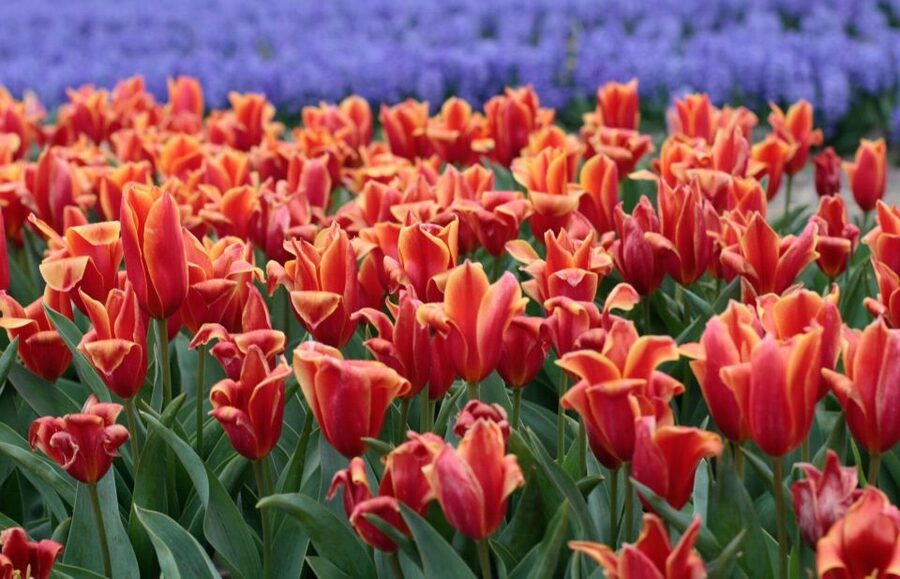 From Amsterdam: Tulip Fields of Holland Tour - What the small van changes
