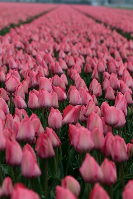 From Amsterdam: Tulip Fields of Holland Tour - Choosing the right date for the flowers