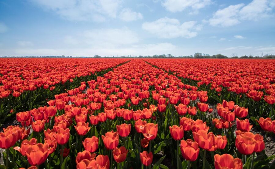 From Amsterdam: Tulip Fields of Holland Tour - Is $200 a fair price?