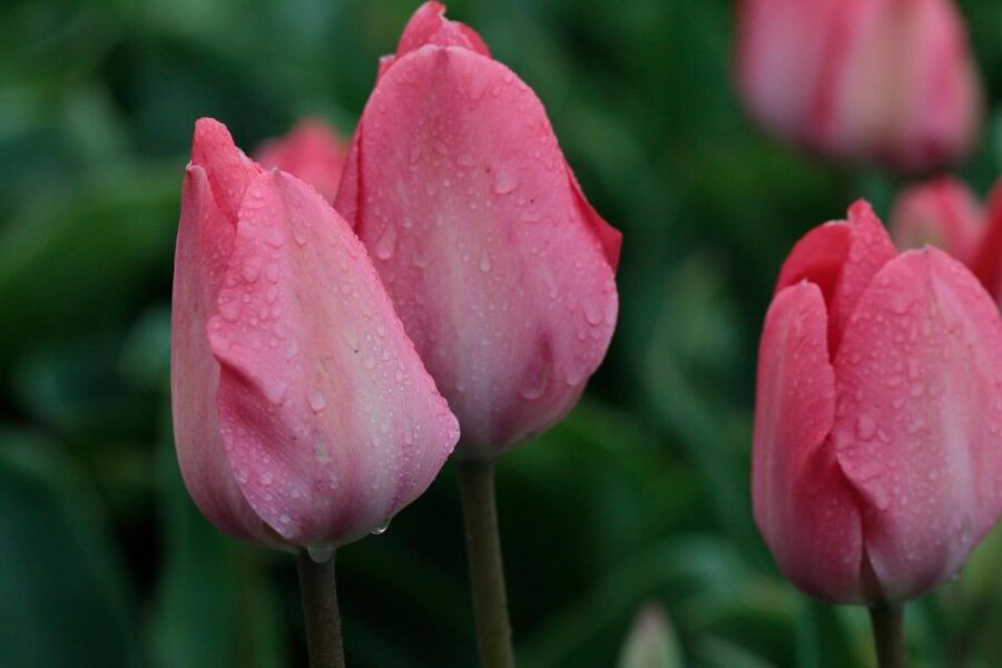 From Amsterdam: Tulip Fields of Holland Tour - Meeting at Lot61 under the DoubleTree