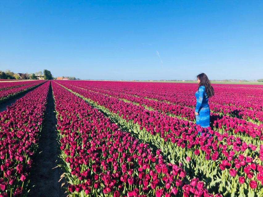 From Amsterdam: Tulip Tour Keukenhof & City Tour Delft - Key points at a glance