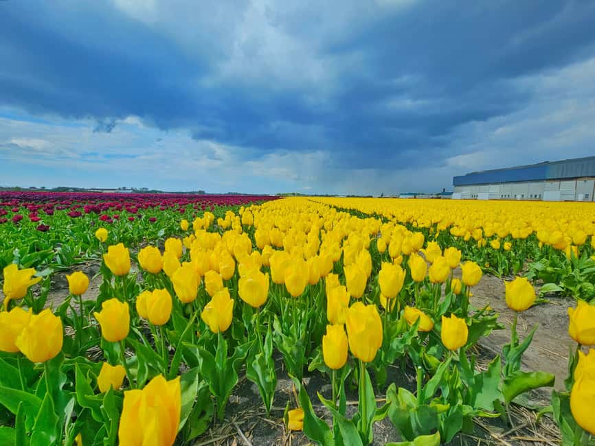 From Amsterdam: Tulip Tour Keukenhof & City Tour Delft - Who should book this Keukenhof and Delft day?