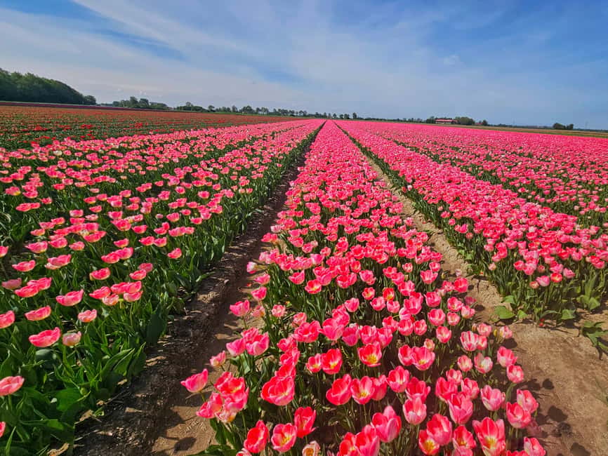 From Amsterdam: Tulip Tour Keukenhof & City Tour Delft - Why this day works for flower lovers
