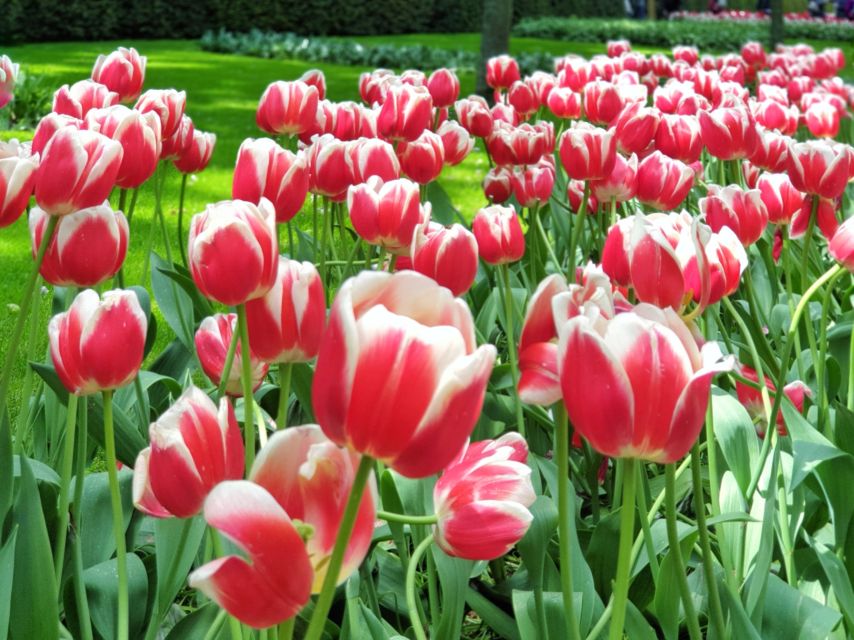 From Amsterdam: Tulip Tour Keukenhof & City Tour Delft - Entering Keukenhof before noon