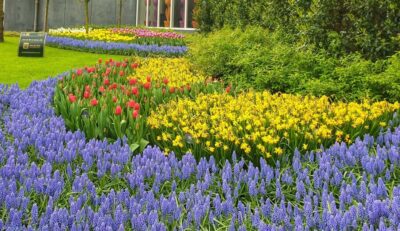 Tulip Tour Keukenhof & City Tour Delft