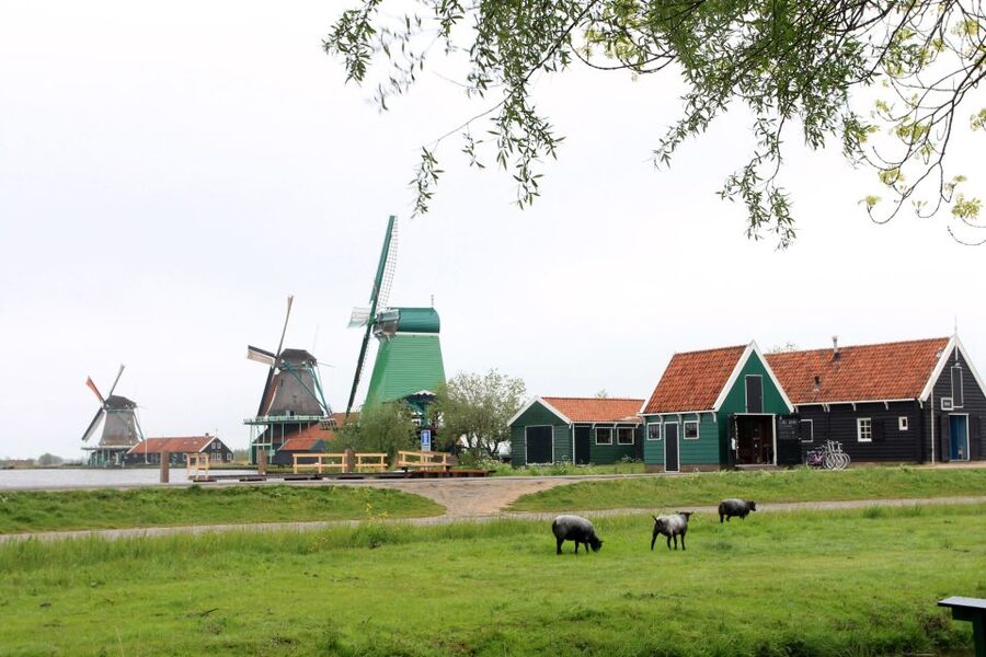 From Amsterdam: Windmills of Zaanse Schans Tour - Tasting Gouda at a cheese farm