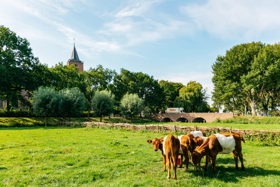 From Amsterdam: Zaanse Schans, Edam, & Marken Full-Day Trip - Marken: wooden houses and island character