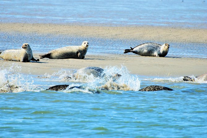 Full day tour to Texel - Friesian Islands - from Amsterdam - Leaving Amsterdam at 8:00 a.m.