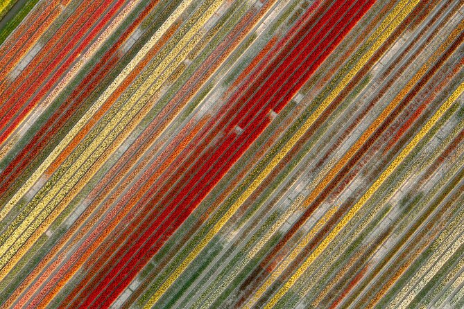 Guided Bike Tour along the Dutch Tulip Fields in Noord Holland - The changing tulip routes