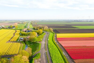 Guided Bike Tour along the Dutch Tulip Fields in Noord Holland