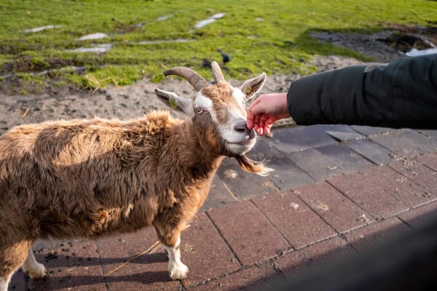 Half-Day Private Guided Sightseeing Tour of Zaanse Schans - What the private format changes