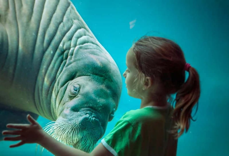 Harderwijk: Dolfinarium Entry Ticket - Key points to know before you go