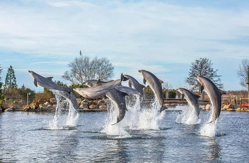 Harderwijk: Dolfinarium Entry Ticket - Four play areas make the visit easier with children
