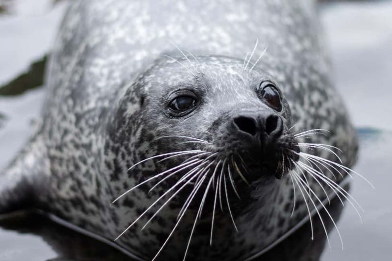 Harderwijk: Dolfinarium Entry Ticket - How long to allow for a $28 ticket
