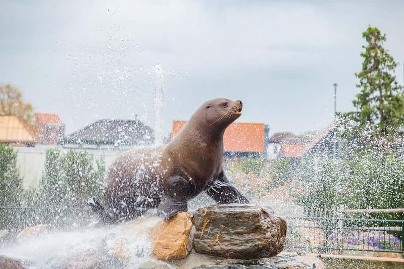 Harderwijk: Dolfinarium Entry Ticket - A practical plan for using the whole day