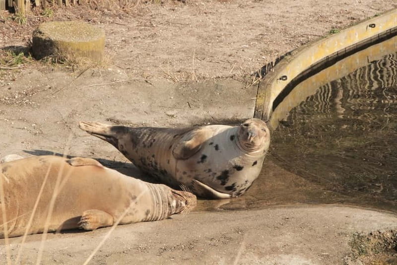 Harderwijk: Dolfinarium Entry Ticket - Should you book this Dolfinarium day?
