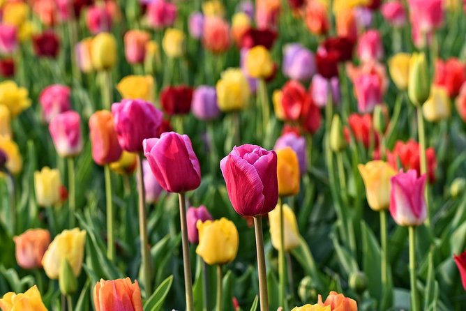 Keukenhof, Flower Fields, Volendam and Zaanse Schans Small-Group Tour - Should you book the Keukenhof, Volendam, and Zaanse Schans tour?