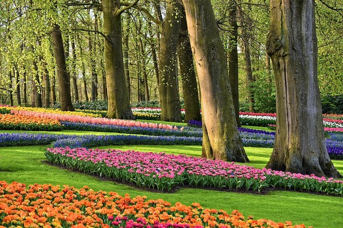 Keukenhof Gardens and Tulips Private Tour from Amsterdam - Stop one: the Tulip Experience Amsterdam