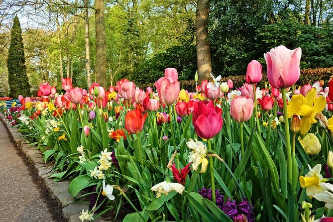Keukenhof Gardens and Tulips Private Tour from Amsterdam - Timing your visit for the best flowers