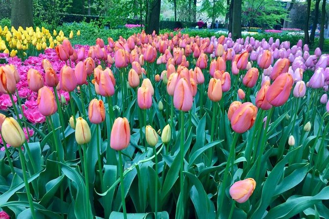 Keukenhof's Tulips and Windmills Small-Group Tour from Amsterdam - Timing matters more than any guide