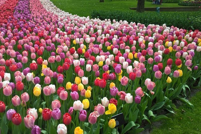 Keukenhof's Tulips and Windmills Small-Group Tour from Amsterdam - Zaanse Schans: a quick introduction to Dutch traditions