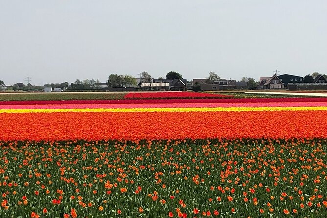 Keukenhof, Tulip Farm, Flower Fields & Zaanse Schans Windmills - Who should book this tour