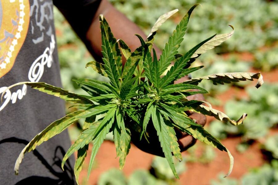 Mike Tyson inspired cannabis tour PRIVATE - Starting at Dam Square with a private guide
