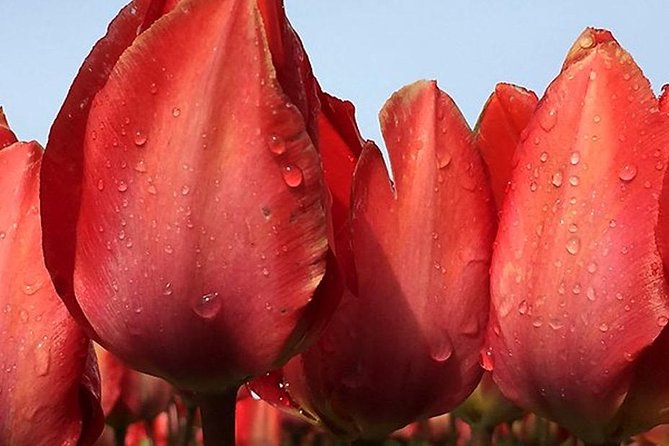 Private Day Tour to Keukenhof Gardens - from Amsterdam/Rotterdam - Why a private Keukenhof tour can be worth it