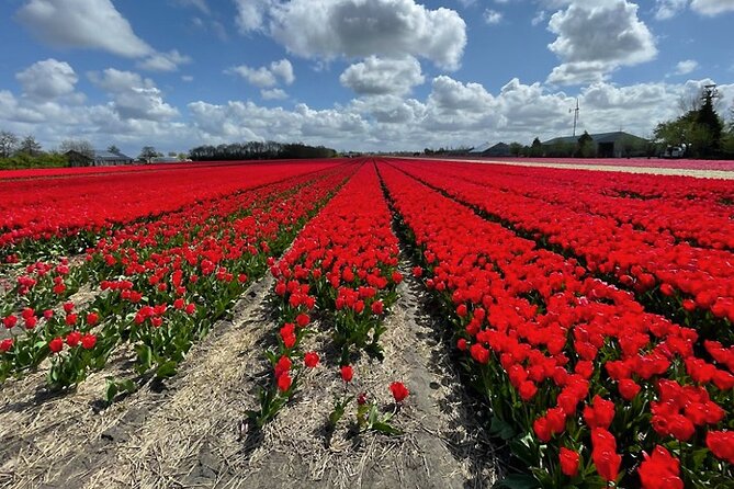 Private Day Tour to Keukenhof Gardens - from Amsterdam/Rotterdam - Inside Keukenhof for two to three hours