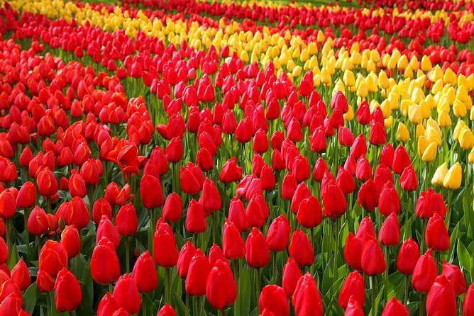 Private Day Trip from Amsterdam to Keukenhof with Entrance Tickets - Key points at a glance