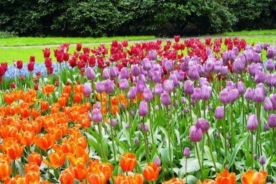 Private Day Trip from Amsterdam to Keukenhof with Entrance Tickets