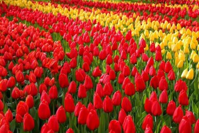 Private Day Trip to Keukenhof Gardens with Entrance Tickets