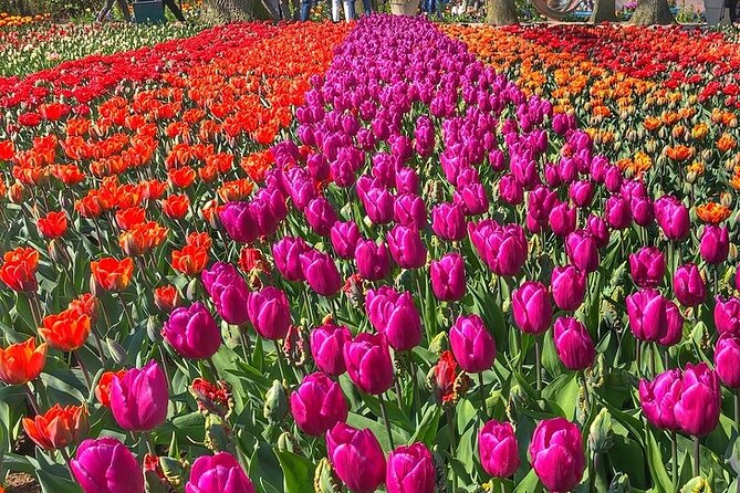 Private Day Trip to Keukenhof Gardens with Entrance Tickets - Should you book this private Keukenhof tour?