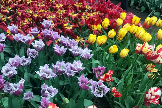 Private Tour to the Keukenhof and Tulip Fields - De Tulperij for coffee and a flower-farm pause