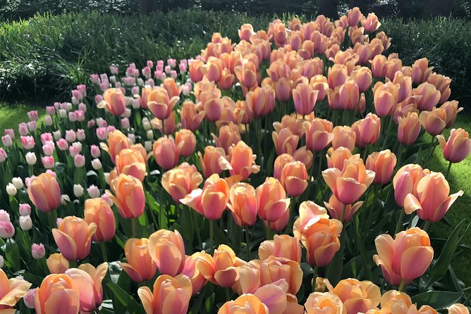 Private Tour to the Keukenhof and Tulip Fields - Price, inclusions, and the real value