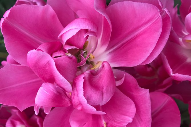 Private Tour to the Keukenhof and Tulip Fields - Aalsmeer Flower Auction at 7 a.m.