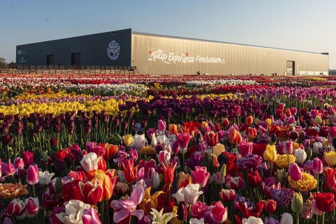 Private Tour to Tulips, Keukenhof, Windmills & Cheese Farm - Zaanse Schans: windmills, wooden shoes, and a change of pace