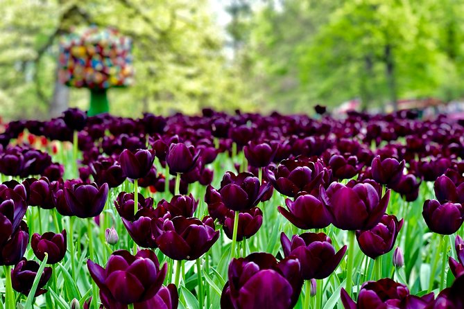 Private Tour to Windmills Zaanse Schans +Keukenhof - 7 Hours - Who will get the most from this private day