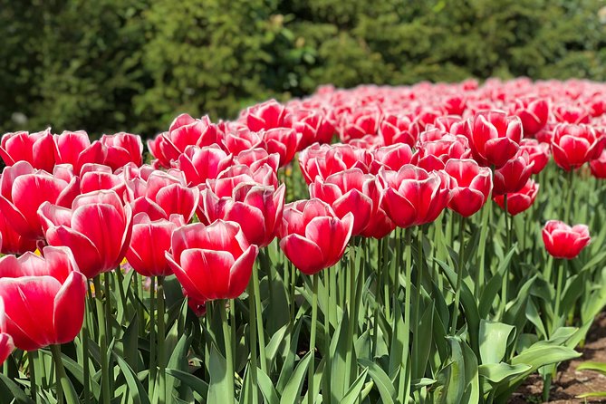 Private Tour to Windmills Zaanse Schans +Keukenhof - 7 Hours - Should you book this Dutch countryside tour?
